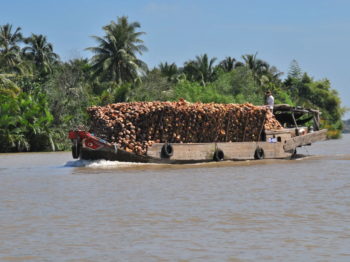 En trælastbåd fyldt med kokosnødder på en palmbeklædt flod i Mekong-deltaet